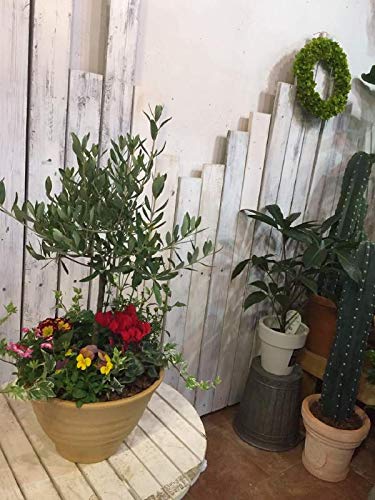 オリーブの木 | 観葉植物 引き取り限定！オリーブの木 シンボルツリー